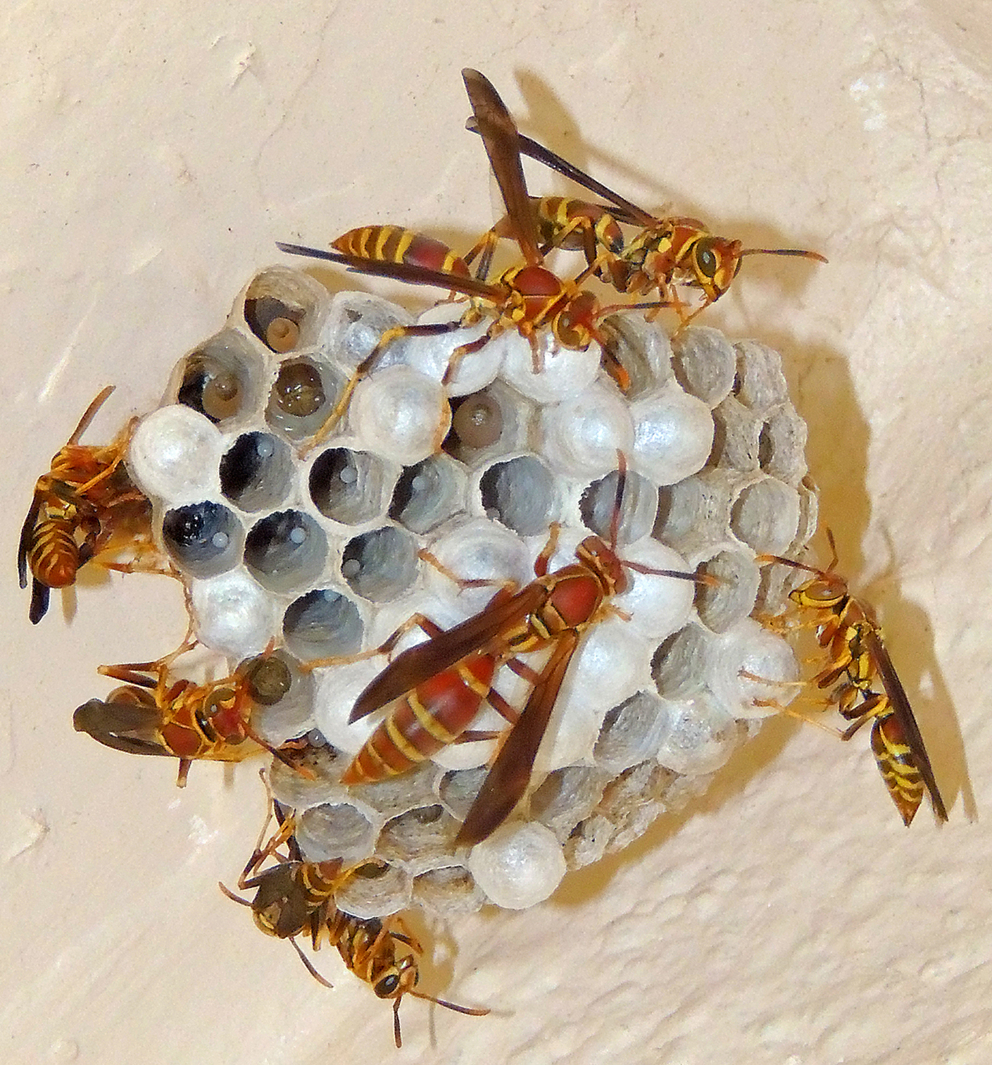 paper wasp